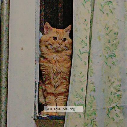 Foto 1/1 Shero Chat perdido en Bulandshahr