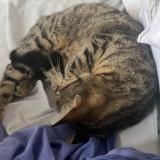 Foto del gato perdido en Denain