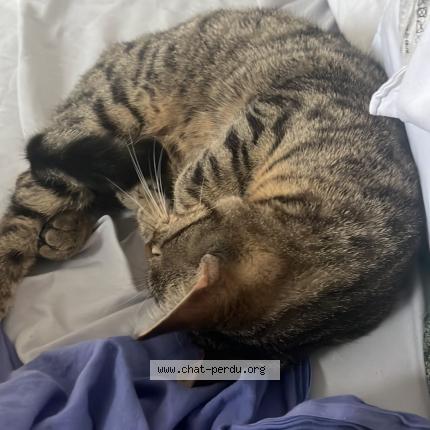 Foto 1/1 Léo Chat perdido en Denain