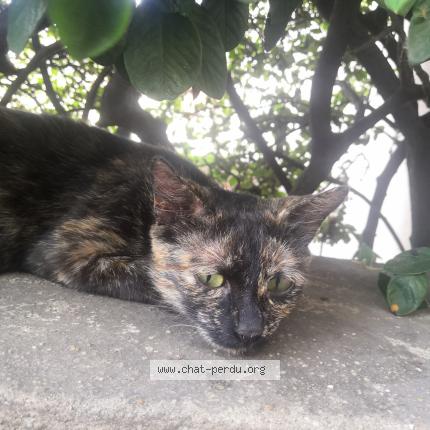 Foto 1/1 Yumi Chat perdido en Le blanc mesnil