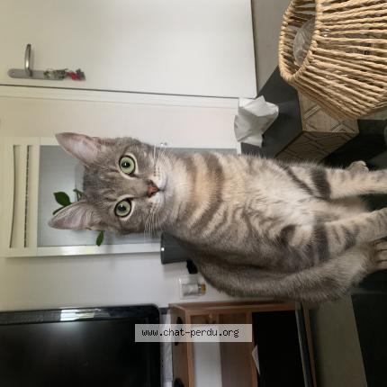 Foto 1/1 petit chat Chat perdido en Noe