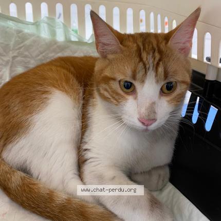 Foto 1/1 Gato encontrado Encontrado en Bayonne