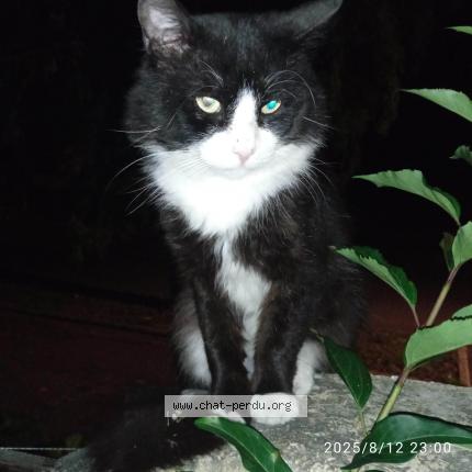 Foto 1/1 Gato encontrado Encontrado en Ollainville