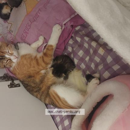 Foto 1/1 Gato encontrado Perdido en Audincourt