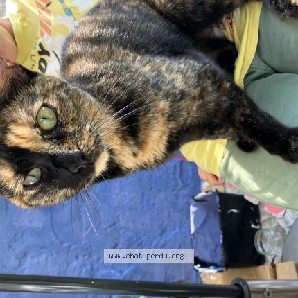 Foto 1/1 Gato encontrado Encontrado en Nantes