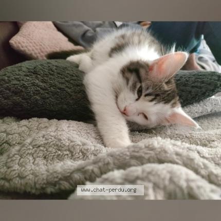 Foto 2/2 Vicky Chat perdido en Gouillons