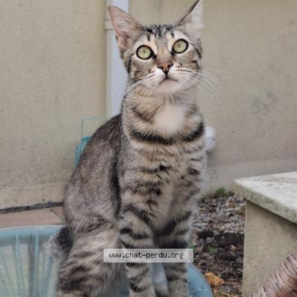 Foto 1/1 Sunny Chat perdido en Ligne