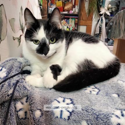 Foto 1/1 BOUCLIER-PERQUE Sandra Chat perdido en Egry