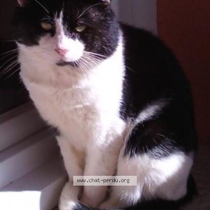 Foto 1/1 Pépite Chat perdido en Mions