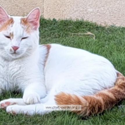 Foto 1/1 Ulyx Chat perdido en Bosrobert