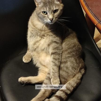 Foto 1/1 Gato encontrado Perdido en La chapelle huon