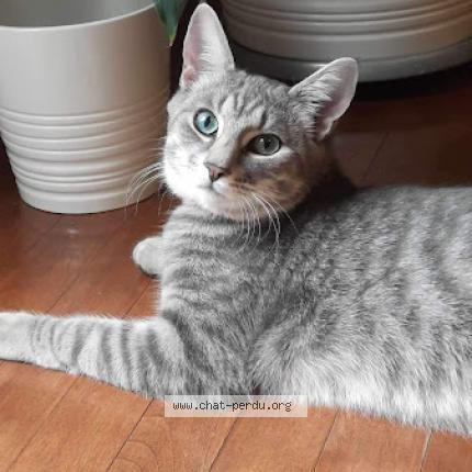 Foto 1/1 Jasper Chat perdido en Gatineau