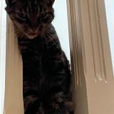 Foto del gato perdido en Gagny