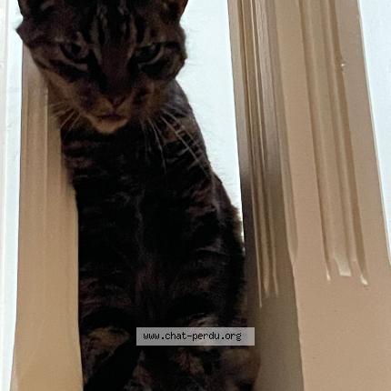 Foto 1/3 Pirate Chat perdido en Gagny