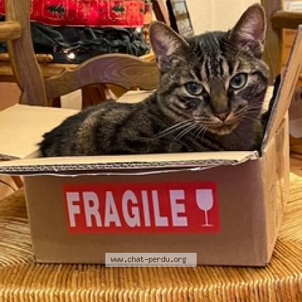 Foto 2/3 Pirate Chat perdido en Gagny