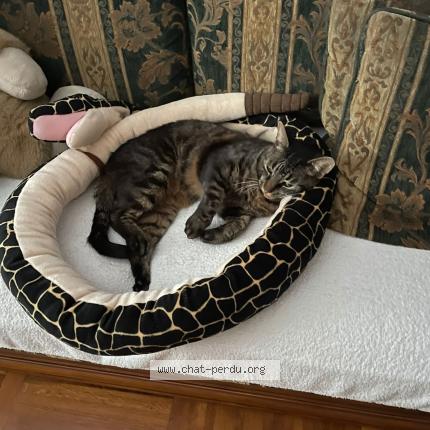 Foto 3/3 Pirate Chat perdido en Gagny