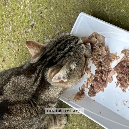 Foto 1/1 Gato encontrado Encontrado en Romainville