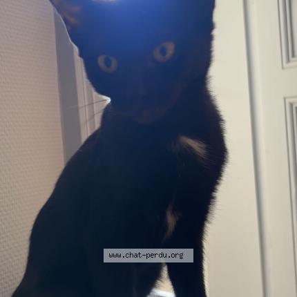 Foto 1/1 Black Chat perdido en Lesperon