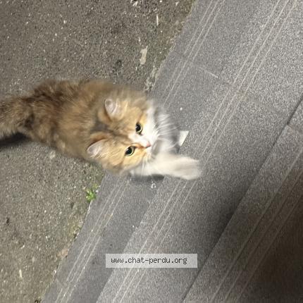 Foto 1/1 Gato encontrado Encontrado en Romainville