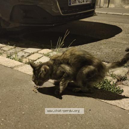 Foto 1/1 Gato encontrado Encontrado en Lyon