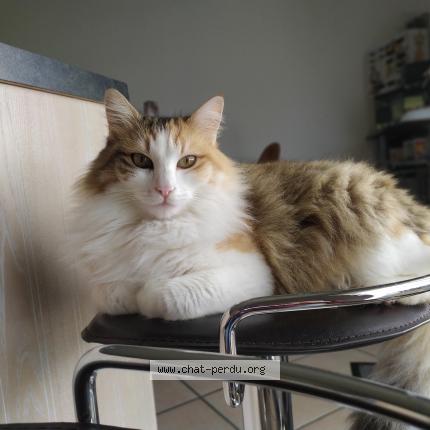 Foto 1/1 Naia Chat perdido en Boutiers st trojan