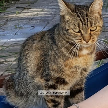 Foto 1/1 Chacha Chat perdido en Ivors