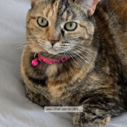 Foto 1/1 Gato encontrado Encontrado en Mandeure