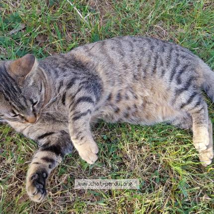 Foto 1/1 Minouchette Chat perdido en Vinezac