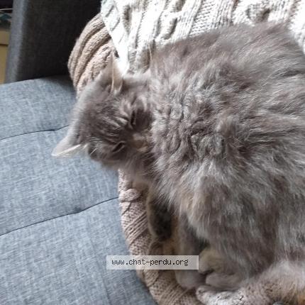 Foto 1/1 Mimine Chat perdido en Lezennes