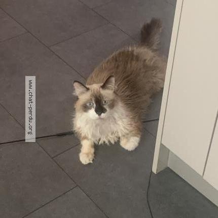 Foto 1/2 Cooper ALACID Chat perdido en Sandweiler