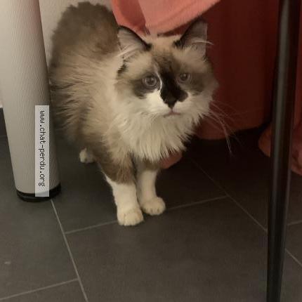 Foto 2/2 Cooper ALACID Chat perdido en Sandweiler