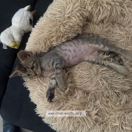 Foto 1/1 Vallant Chat perdido en Saint louis neuweg