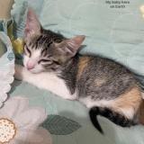 Foto del gato perdido en Bangalore