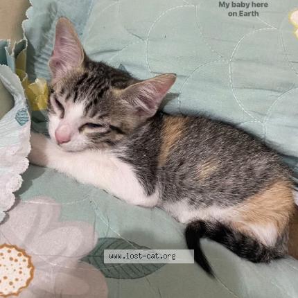 Foto 1/1 Saknom Chat perdido en Bangalore