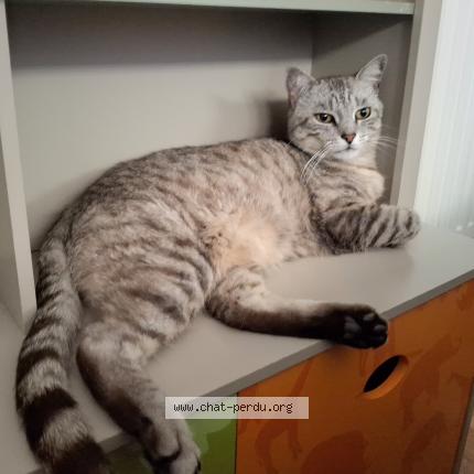 Foto 1/1 Basile Chat perdido en Villenave d ornon