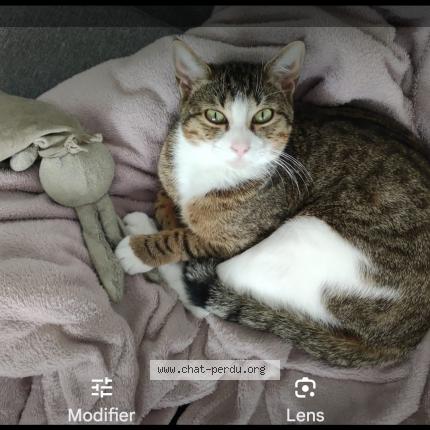 Foto 1/1 Heln Chat perdido en Mions