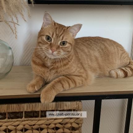 Foto 1/1 Trésor Chat perdido en Preuseville