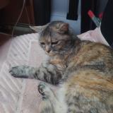 Foto del gato perdido en Vias