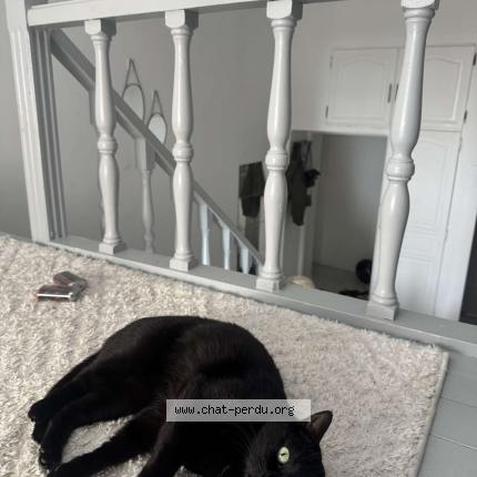 Foto 1/1 Nazar Chat perdido en Marseille