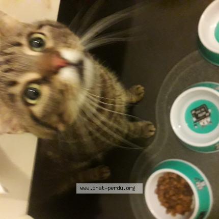 Foto 1/1 Uriella Chat perdido en Propriano