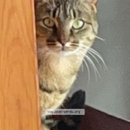 Foto 1/1 Rocket Chat perdido en Saint julien en born