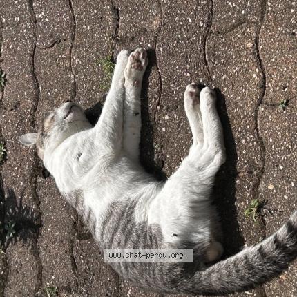 Foto 1/1 Gato encontrado Encontrado en Saran