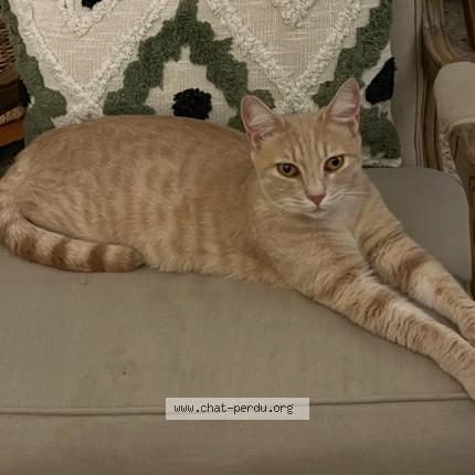 Foto 1/1 Medor Chat perdido en Meyrargues