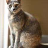 Foto del gato perdido en Samois Sur Seine