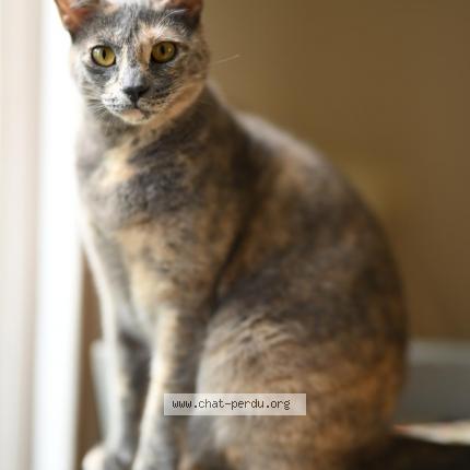 Foto 1/1 Denise Chat perdido en Samois sur seine
