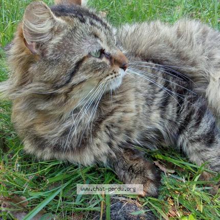 Foto 1/1 Tyson Chat perdido en St pandelon