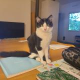 Foto del gato perdido en Urrugne