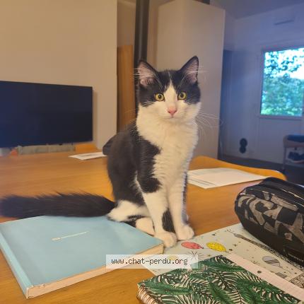 Foto 1/1 Choco Chat perdido en Urrugne