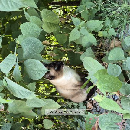 Foto 1/1 Gato encontrado Encontrado en Brussel