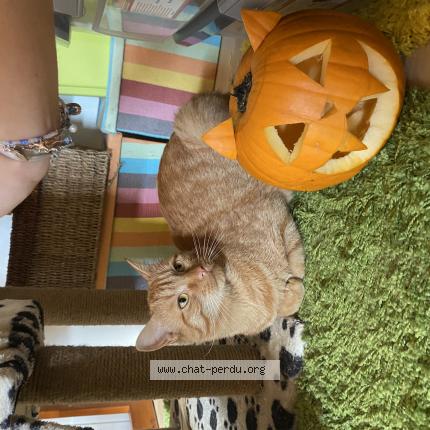 Foto 1/1 oliver Chat perdido en Blere